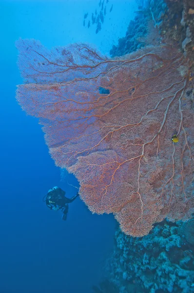 Corallo a ventaglio gorgonese su una parete di scogliera — Foto Stock