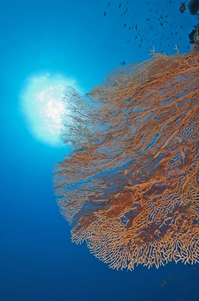 柳珊瑚珊瑚暗礁墙上的风扇 — 图库照片