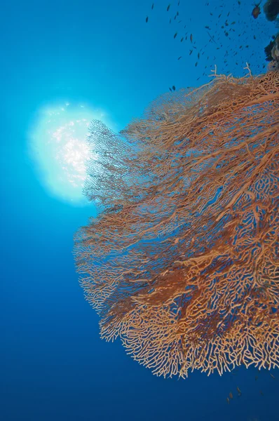 stock image Gorgonian fan coral on a reef wall