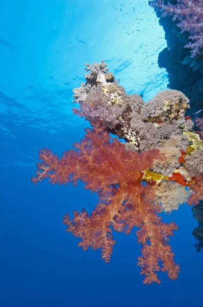 Мягкие кораллы на стене тропического рифа — стоковое фото