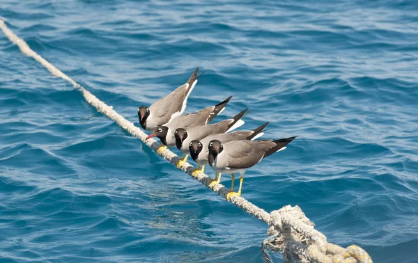 White-eyed seagulls perched on rope — Stock Photo, Image