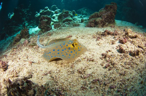 在海床上蓝色斑点黄貂鱼 — 图库照片