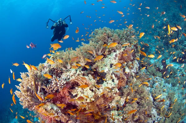 Podwodny fotograf na tropikalnej rafy — Zdjęcie stockowe