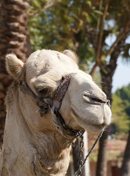 Голова дромедарного верблюда — стоковое фото