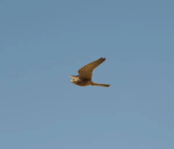 Wild kestrel in flight — Stock Photo, Image