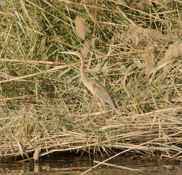 stock image Grey heron stood on a river bank