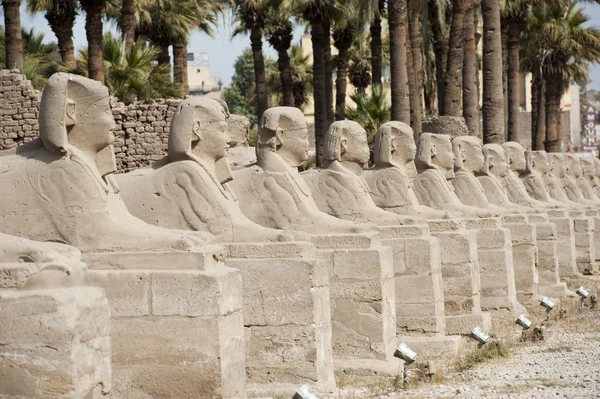 Wiersz sfinksów w Świątyni Luksorskiej — Zdjęcie stockowe