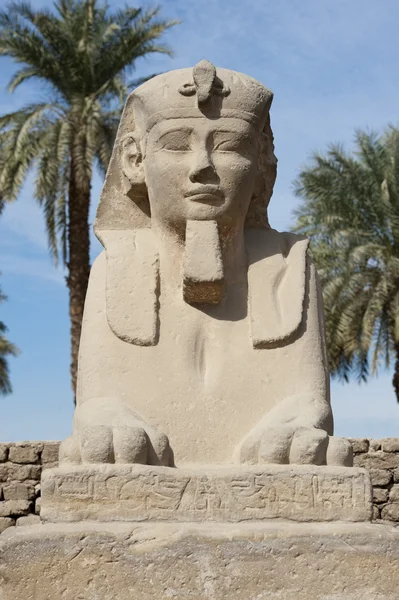 Sphinx at Luxor temple — Stock Photo, Image