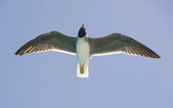 在飞行中的 white-eyed 鸥 — 图库照片