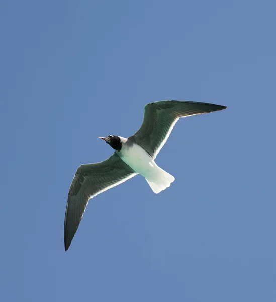 White-eyed gull in flight — Stock Photo, Image