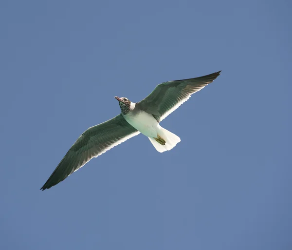 White-eyed gull in flight — Stock Photo, Image