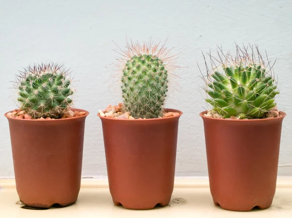 stock image Three small cactus plant