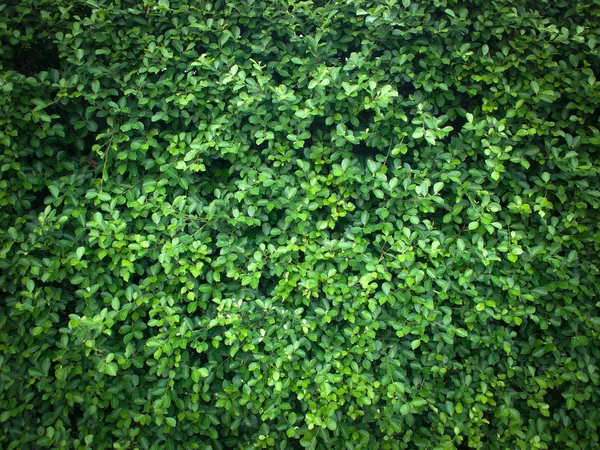 Struktur av gröna blad — Stockfoto