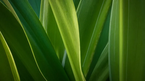 Hoja verde abstracta —  Fotos de Stock