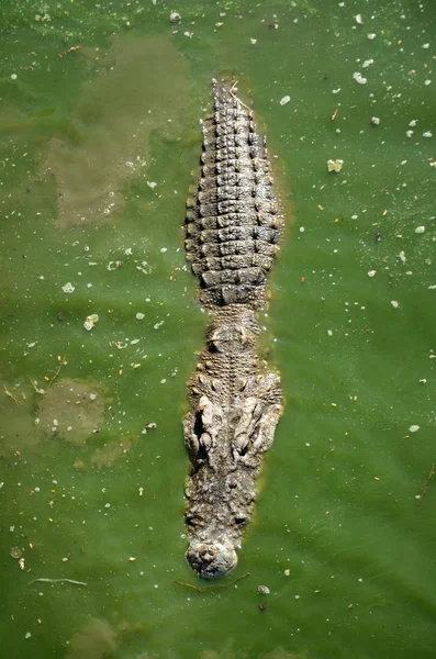 A zöld sáros víz krokodil — Stock Fotó