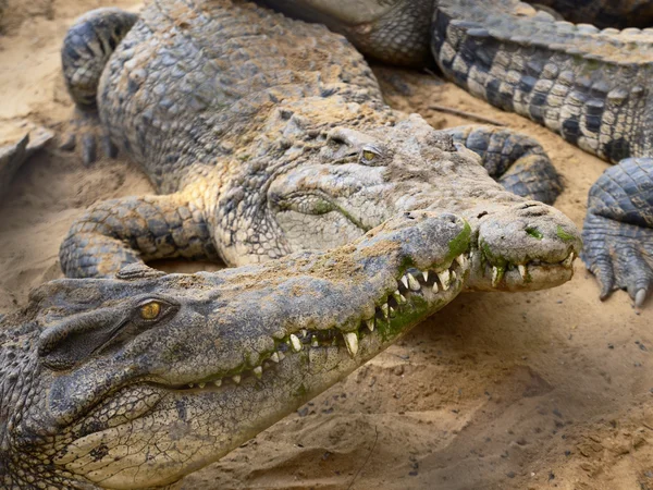A distância de dois crocodilos — Fotografia de Stock