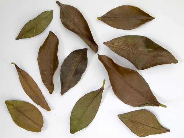 Droge leaf op witte met schaduw — Stockfoto
