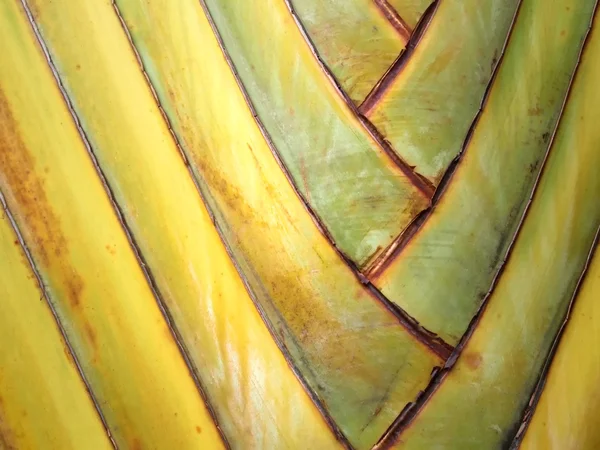 Doku palmiye ağacı — Stok fotoğraf