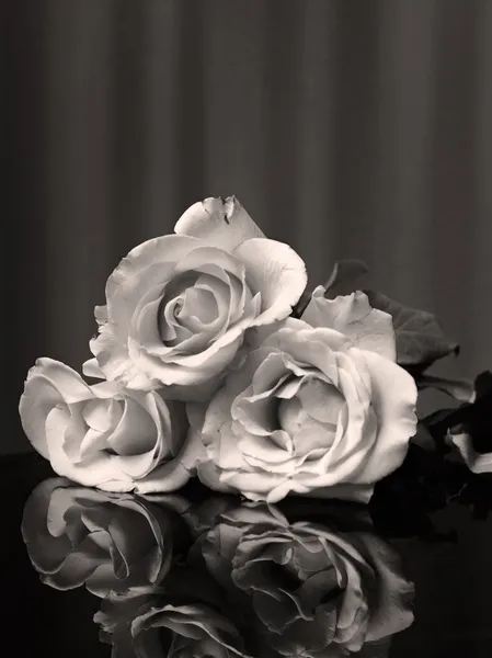 Black and White three Rose and reflection — Stock Photo, Image