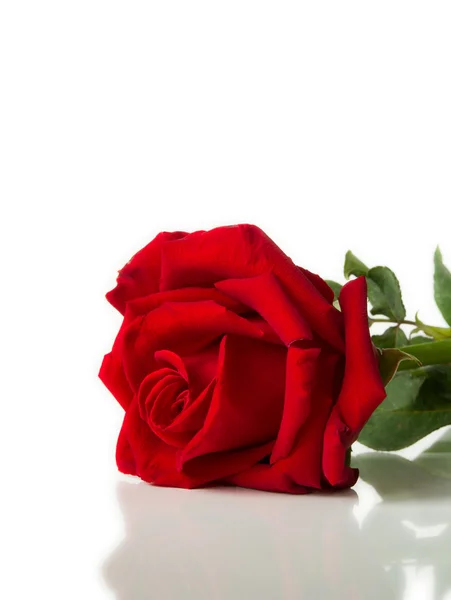 Rose rouge posée sur fond blanc — Photo