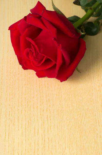 Rosa vermelha no topo em madeira — Fotografia de Stock