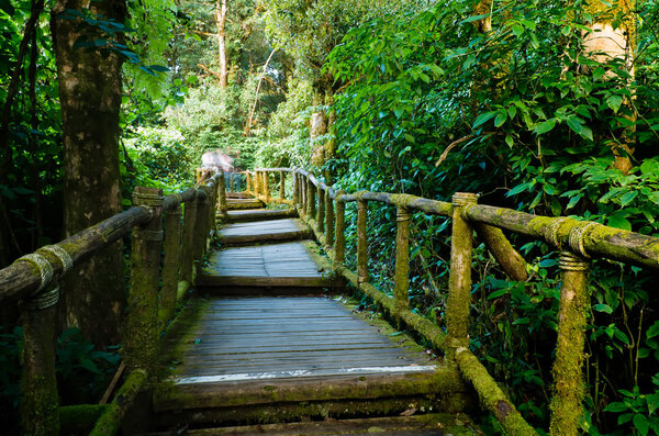 Boardwalk ladder into the jungle trail