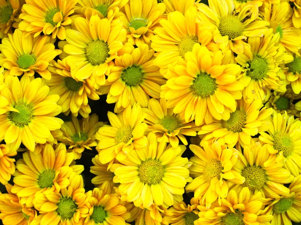 Strauß gelber Blume — Stockfoto