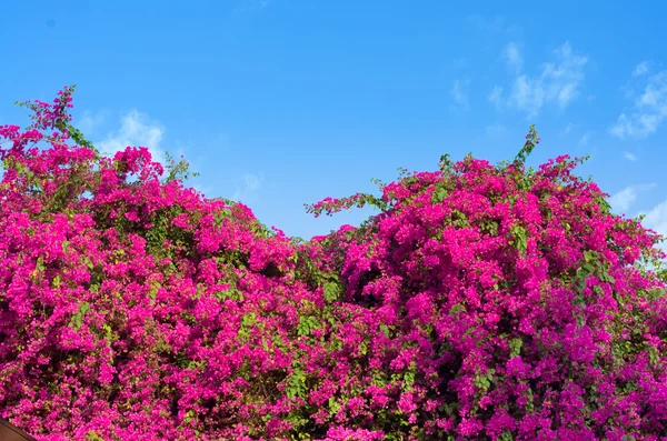 stock image Purple Bougainvillea bushes