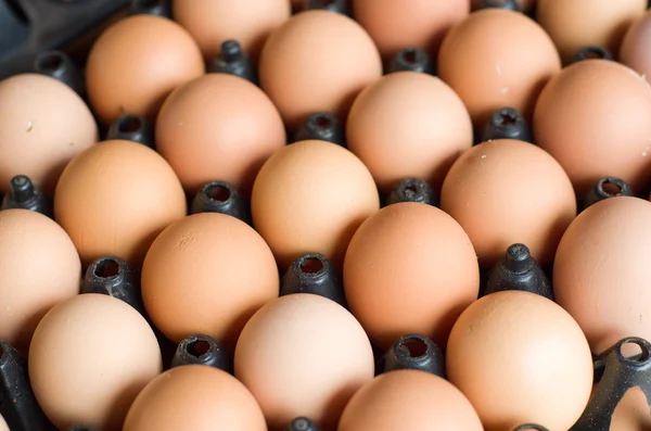 Eggs in black plastic container — Stock Photo, Image