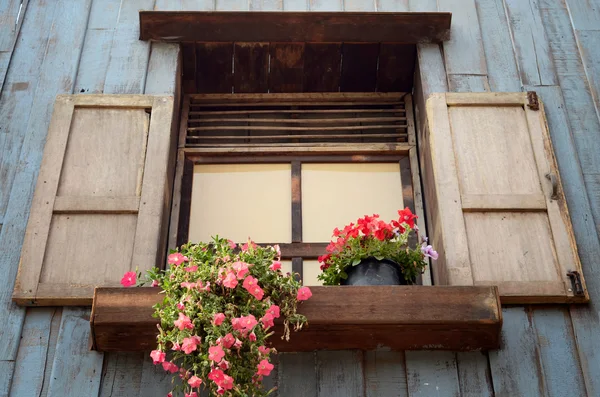 Růžový květ v hrnci na otevřené okno — Stock fotografie