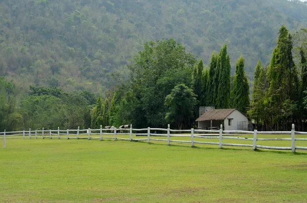 Vista do quintal e uma cerca de madeira branca — Fotografia de Stock