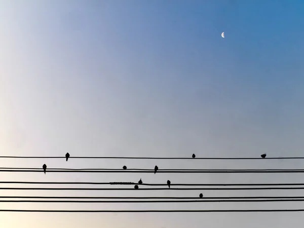 Tel üzerinde kuş — Stok fotoğraf