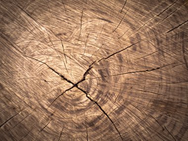 Texture of old brown Cut wood clipart