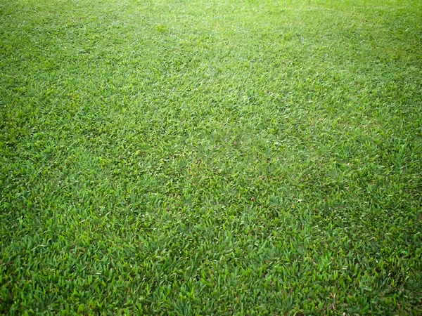 Prospettiva di erba a terra — Foto Stock