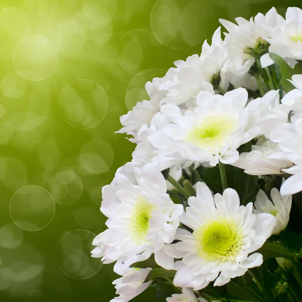 Красиві білих хризантеми — стокове фото