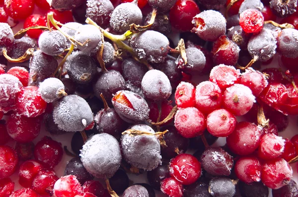 stock image Fresh frozen berries: red and black currant