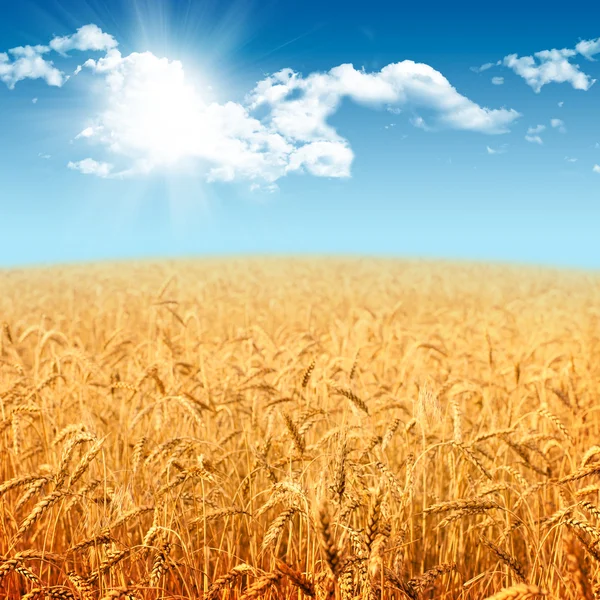 美丽的风景，有成熟的黑麦田和蓝色的夏日天空 — 图库照片