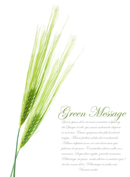 Kłosy pszenicy zielony młodych. plik zawiera ścieżkę przycinającą separ — Zdjęcie stockowe