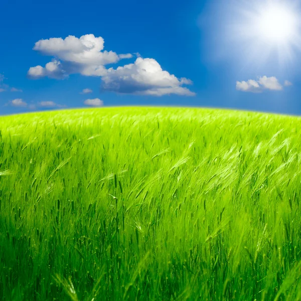 Прекрасный весенний пейзаж: Зеленое поле ржи — стоковое фото