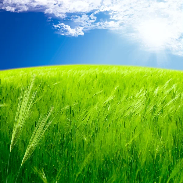 Schöne Frühlingslandschaft: grüne Roggenwiese — Stockfoto