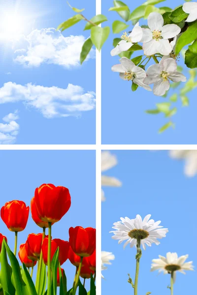 Frühlingscollage: blauer Himmel mit Sonne, blühender Apfelbaum, Tulpen Stockbild