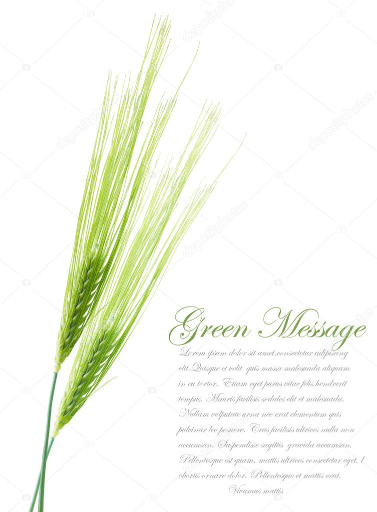 Ears of young green wheat. File contains clipping path for separ