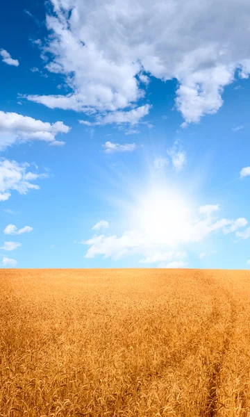 Красивый пейзаж с полем спелых ржи и голубым летним небом — стоковое фото