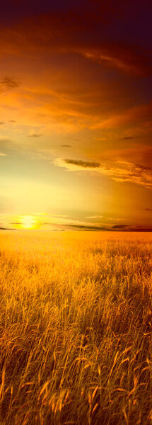 Пейзаж с полем спелой пшеницы и летним закатом
