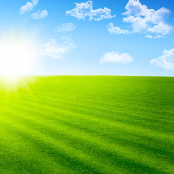 Beautiful landscape with green field and sun — Stock Photo, Image