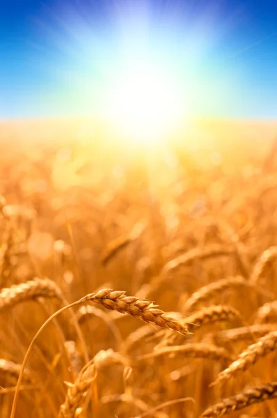 美丽的风景与成熟的小麦和蓝色夏天天空的字段 — 图库照片
