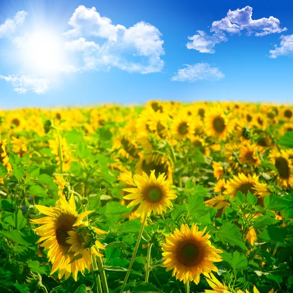 Schöne Landschaft mit Sonnenblumenfeld über wolkenlosem blauem Himmel ein lizenzfreie Stockbilder