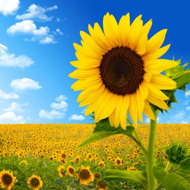 Beautiful landscape with sunflower field over cloudy blue sky an clipart