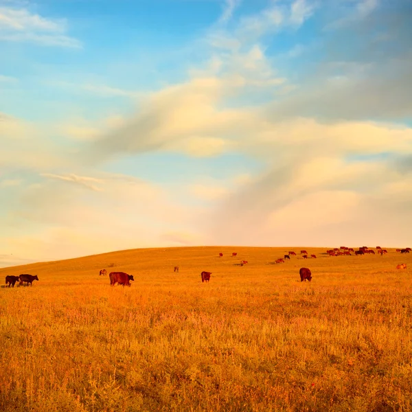 Herd of cows on morning summer field under blue sky