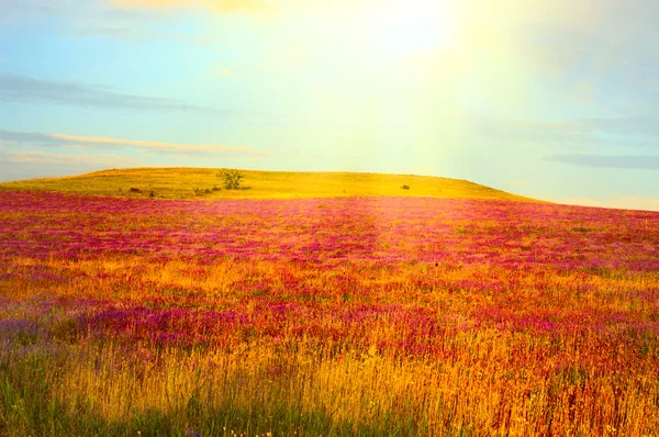 Літній ранок. луг з польовими квітами в теплих перших сонячних променях Стокове Фото